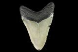 Fossil Megalodon Tooth - North Carolina #124937-2